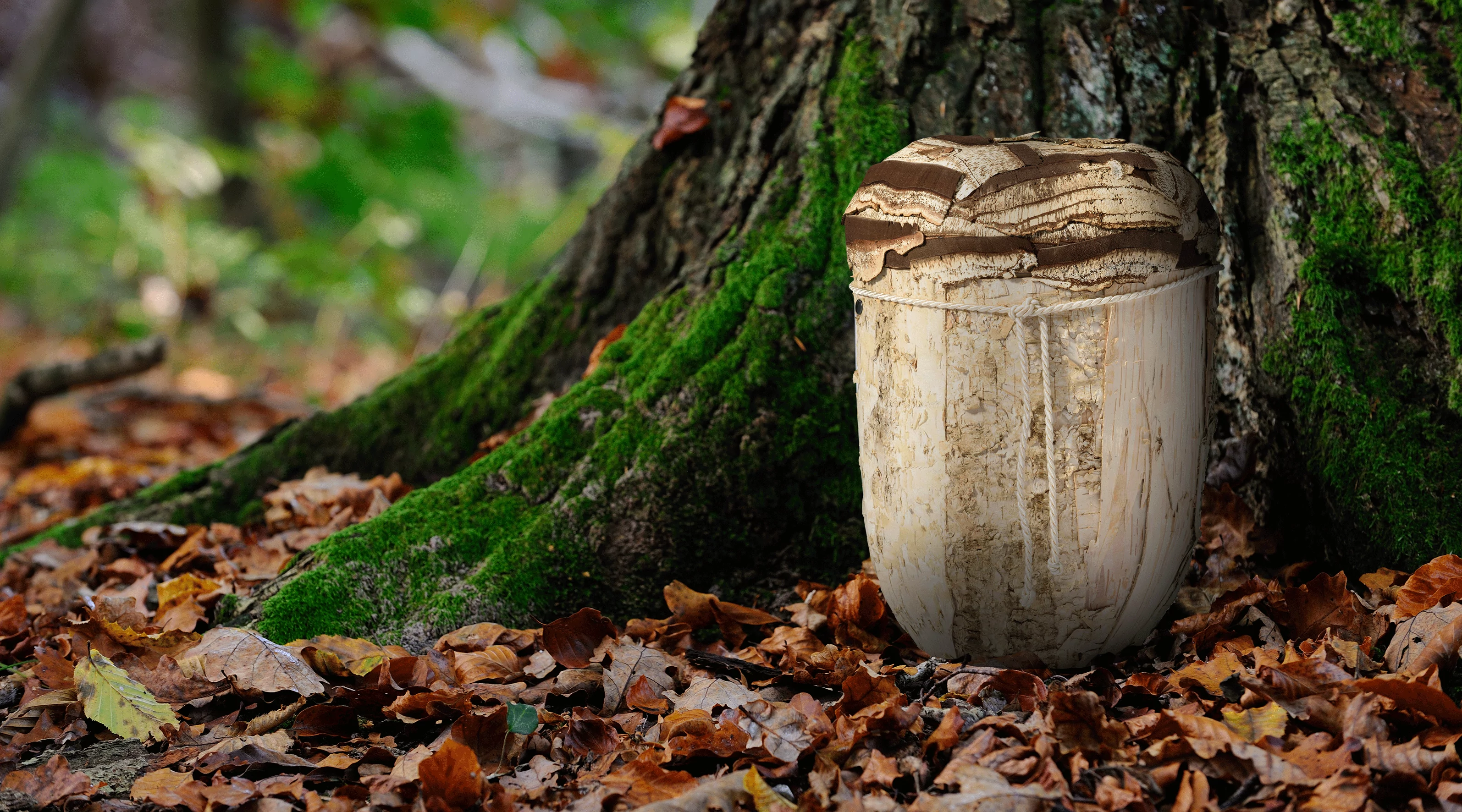 Eine FriedWald Urne aus Naturholz steht auf braunen Baumblättern am Fuße eines Baumes. Friedwald Bestattungen in Böblingen.